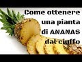 Come ottenere una pianta di ananas dal ciuffo