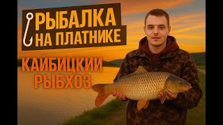 видео: 🎣 ПОПАЛ НА РЫБНЫЙ ЭЛЬДОРАДО! Карп и Сазан в Кайбицком рыбхозе! НЕВЕРОЯТНЫЙ КЛЁВ! | Карпфишинг Казань картинка: 🎣 ПОПАЛ НА РЫБНЫЙ ЭЛЬДОРАДО! Карп и Сазан в Кайбицком рыбхозе! НЕВЕРОЯТНЫЙ КЛЁВ! | Карпфишинг Казань