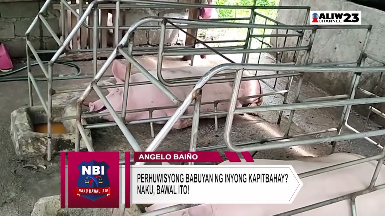 #NAKUBAWALITO | Mabahong babuyan ng kapitbahay mo? Naku, bawal ito!