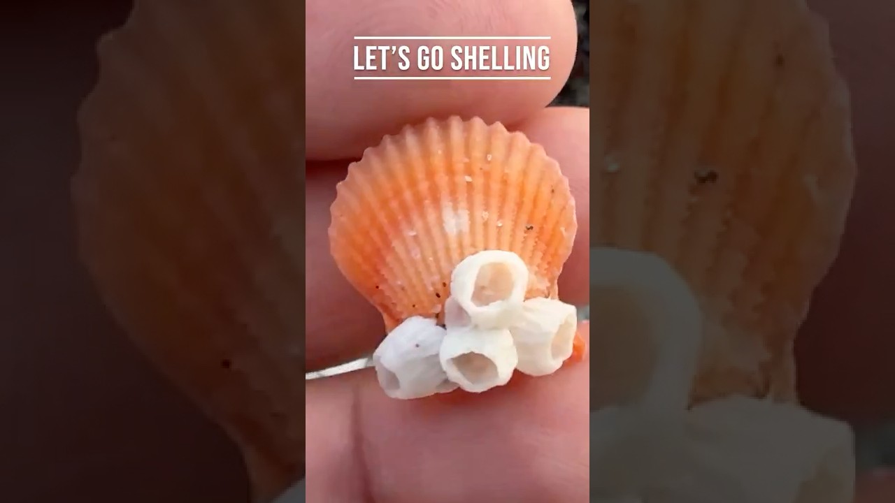 Shelling 🐚 1hr b4 Sunset 🌅 