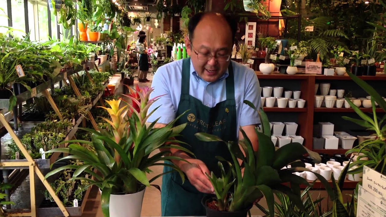 グズマニアの花言葉と育て方 色鮮やかな観葉植物