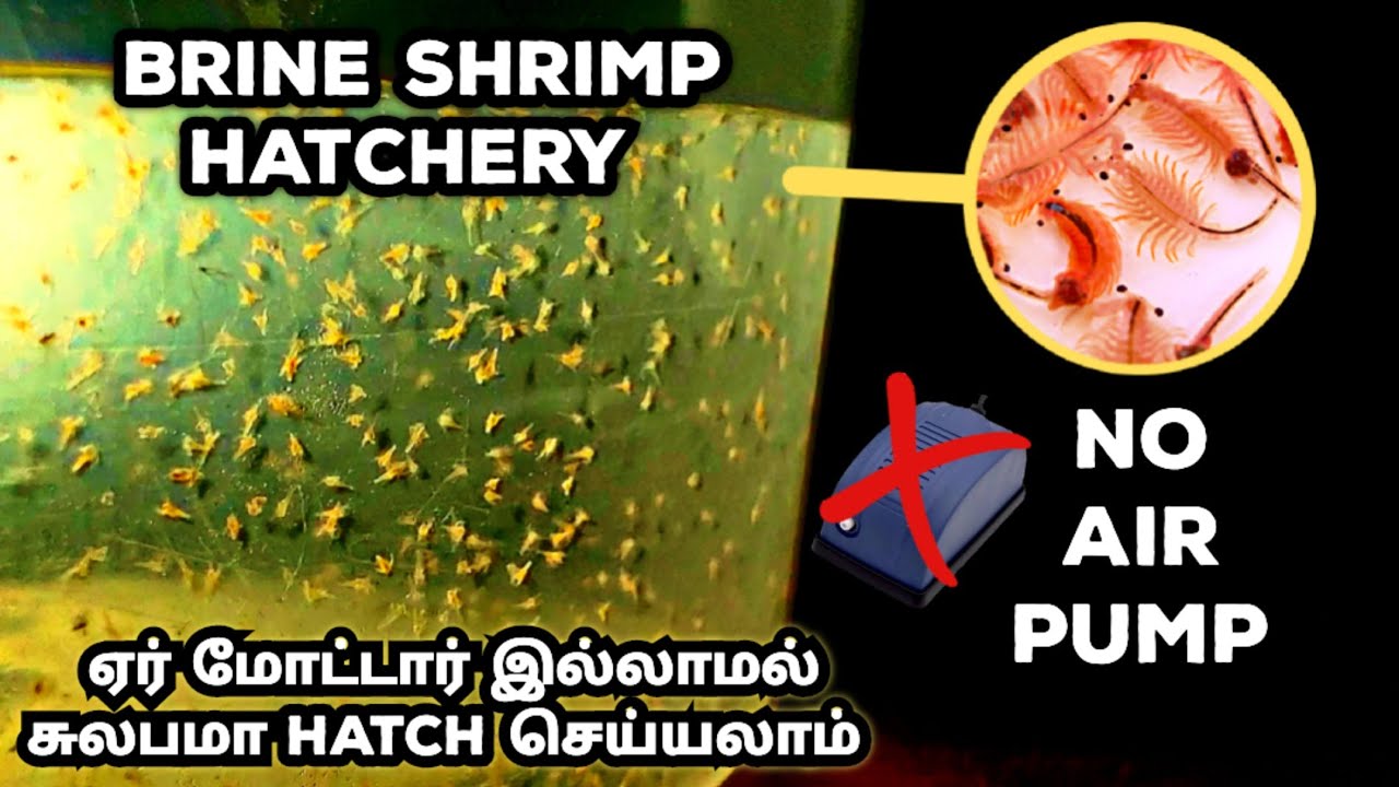 Artemia Hatchery | Air Pump இல்லாமல் ஈஸி ஹாட்சிங் | How to Hatch Brine Shrimp - தமிழ்