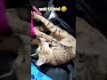 #cat #youtubeshorts #funnycats #ytshorts #cute #tranding #lovepets #nature #love #kitten