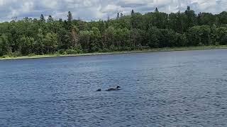 Baby Loon feeding time y