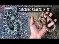 Catching A LOT of Snakes in Texas! Grey-banded Kingsnake, Rattlesnakes, and more!