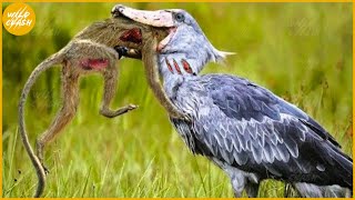35 Cruelest Birds of Prey Moments | SHOEBILL STORK - The Jurassic Master Hunter | Animal Fight