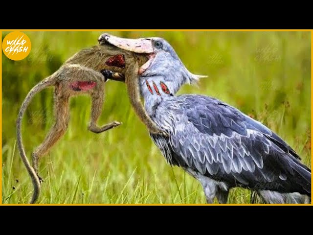 35 Cruelest Birds of Prey Moments | SHOEBILL STORK - The Jurassic Master Hunter | Animal Fight class=