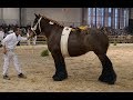 Belgian draft horses 125th national championship for adult mares