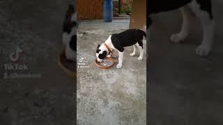 Çekilin Ulen Pitbull Geliyor