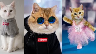 Gemes Banget! Momen Lucu Ketika Kucing Oren Bar-bar Memakai Baju Branded - Gantengnya Ga Ada Lawan