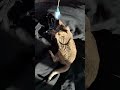 Lacey video