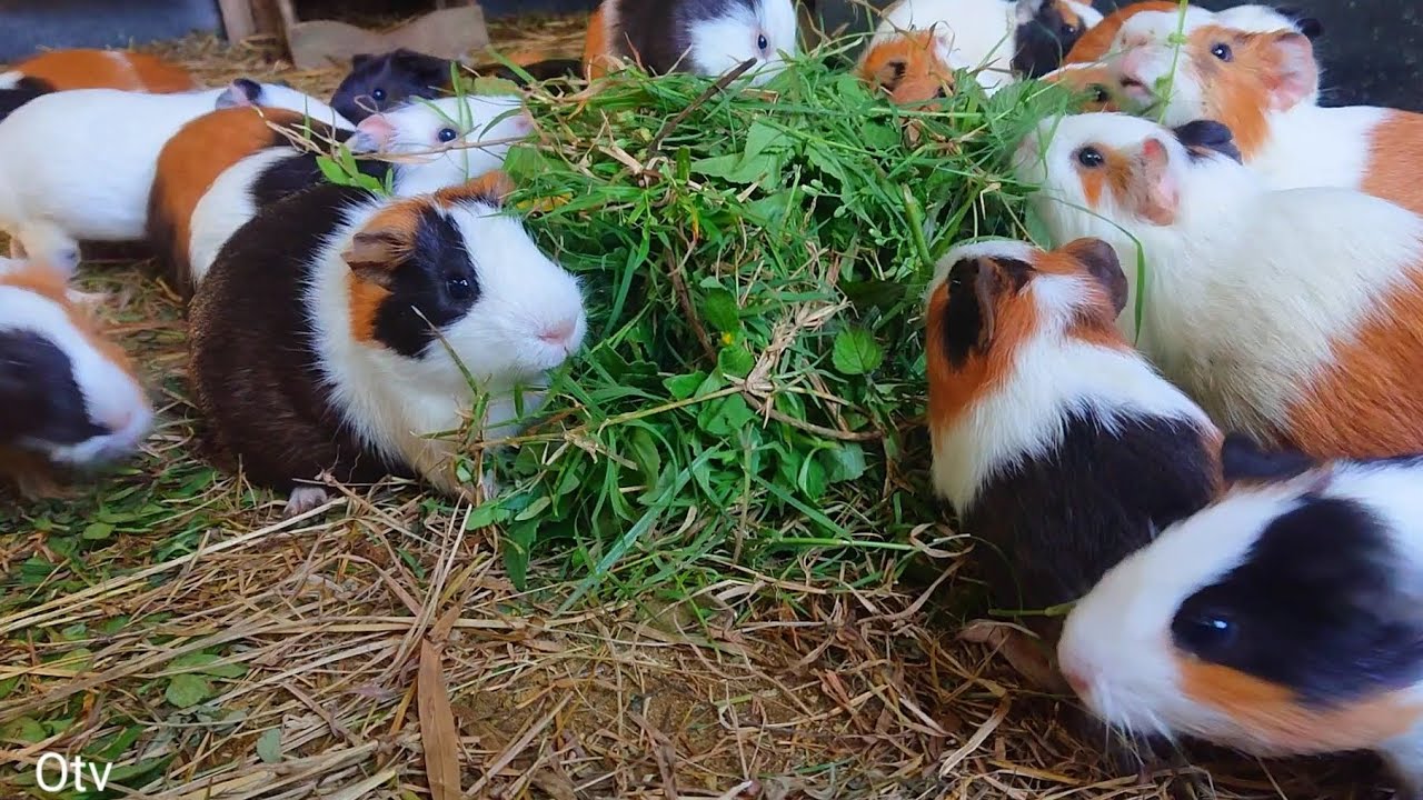 Guinea pigs eating asmr, cute animal sound video, asmr baby animals eating, colorful guinea pig 