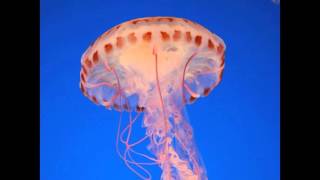 Video Jenis Ubur Ubur Laut download MP3, 3GP, MP4, WEBM, AVI, FLV Agustus 2018 Video Jenis Ubur Ubur Laut download MP3, 3GP, MP4, WEBM, AVI, FLV Agustus 2018