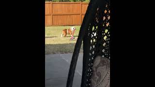 Bulldog steals the broom Guide