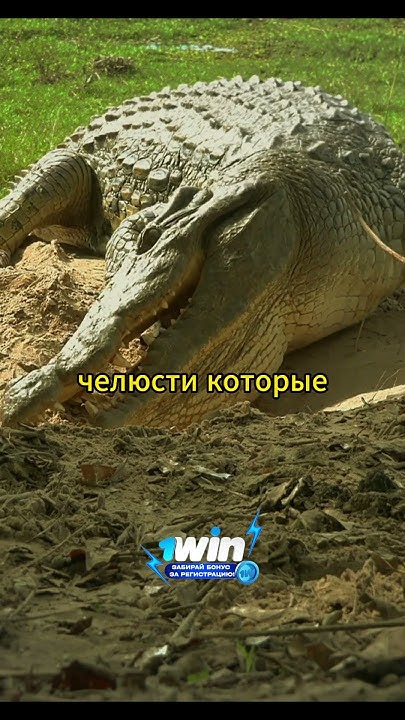Сюрприз для мамы-крокодила #звери #animals #животные - YouTube