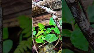 Hidden Beauty of the Forest | Keindahan kecil di hutan🌿