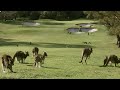 Kangaroos take over australian golf course  how nature works  bbc earth
