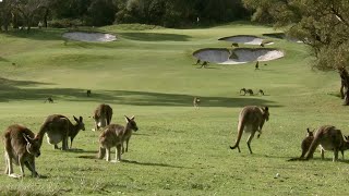 Kangaroos Take Over Australian Golf Course | How Nature Works | BBC Earth