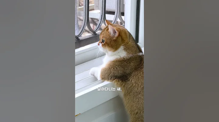 Video 11866661: munchkin cat, cats catlife, cat outside