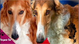 This Dog Borzoi Is Russian Mercury and Hunter