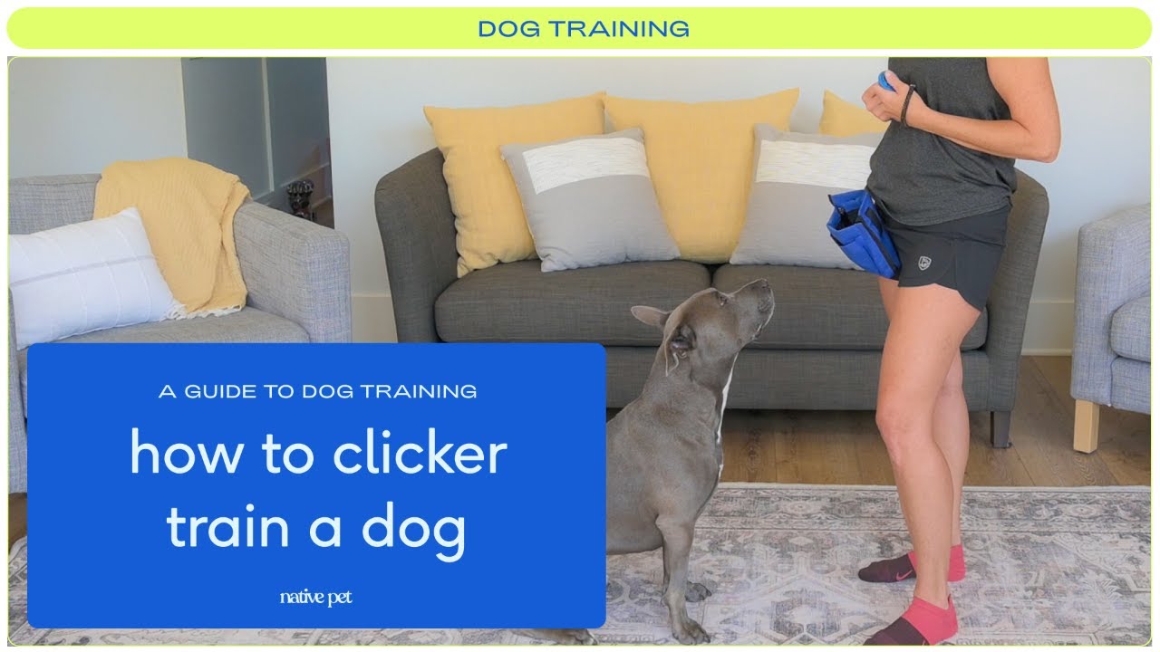 How to Clicker Train Your Dog