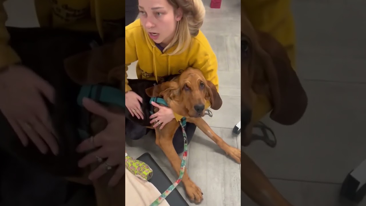 Dogs Doing Funny Things Compilation 2025 Edition #funnydogs #dogvideos #cutedogs #puppies