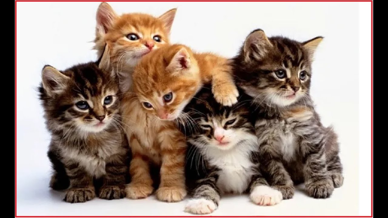 Top 10 Cutest Cat Pictures of All Time + Honorable Mentions - PetHelpful