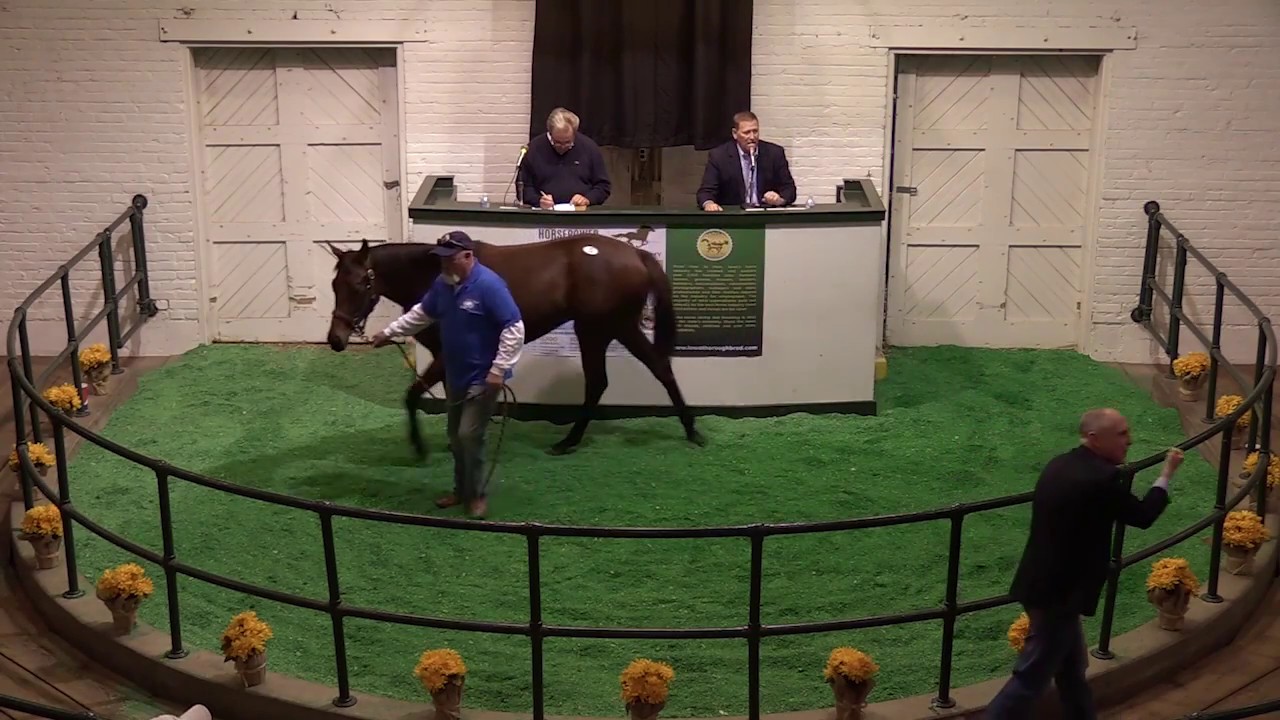 2017 Iowa Thoroughbred Horse Sale YouTube