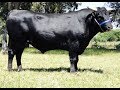 Produccion de Carne del Ganado Wagyu- TvAgro por Juan Gonzalo Angel