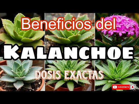 Beneficios Kalanchoe