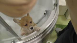 Вельшкорги пемброк, первое знакомство, первое купание / Welsh Corgi Pembroke first meeting and bath