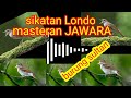 sikatan londo#masteran jawara #masteran paling ampuh