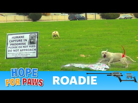 eldad hagar interview Dog Rescue: Roadie, an abandoned pitbull. Please share.