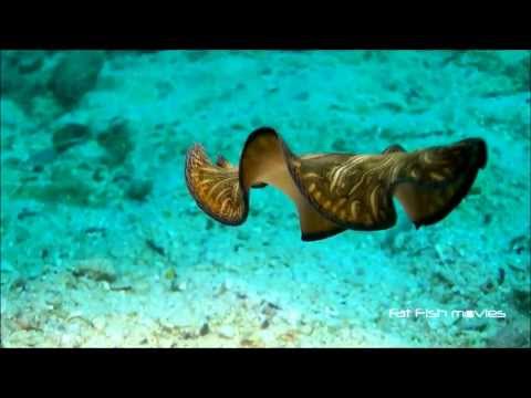 Sepios - Evolution as Inspiration 2