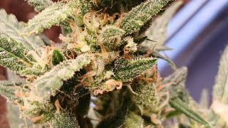 Our First Harvest Results with Sour Jealousy Auto FastBuds Genetics 