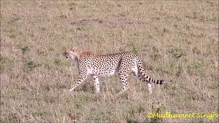 #Massai Mara: #Cheetah's Cat-walk