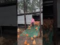 Morning Release: When 500 Chickens Stampede Out To Free Range.