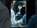 Ultra-Realistic COW Meat Factory 😱 | AI Industrial Reality Shock #ai #viral #shorts