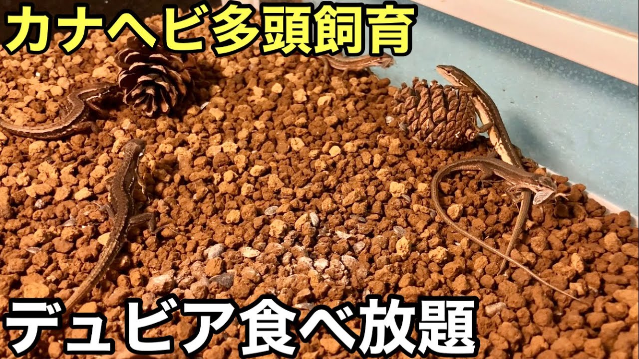 カナヘビ達にデュビア食べ放題【爬虫類】