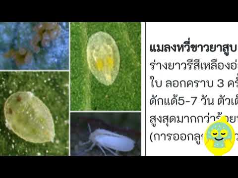 วีดีโอ: แมลงศัตรูพืชในสวน: การควบคุมแมลงหวี่ขาวในสวน