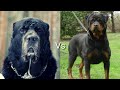 Алабай против Ротвейлер! КТО СИЛЬНЕЕ?
Alabay VS Rottweiler!
WHO IS STRONGER?
