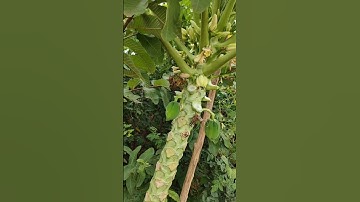 Thumbnail of #garden #music #peace