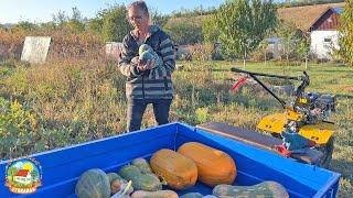 #586 СОБИРАЕМ УРОЖАЙ тыквы и наводим ПОРЯДОК В ОГОРОДЕ