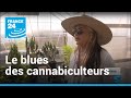 Vidéo : en Californie, le blues des "cannabiculteurs"