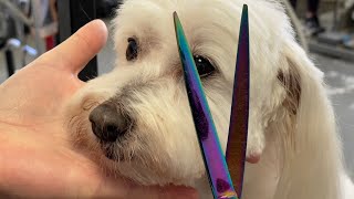 Grooming a Coton du Tulear  One of our favorite breeds