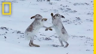 Boxing Match: Watch Female Hare Punch Her Suitors | National Geographic