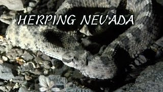 Herping Nevada
