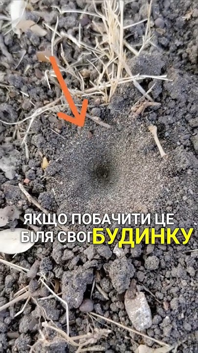 Небезпечна істота, мурашиний ЛЕВ - YouTube