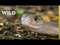Catching The Deadly Black Mamba These Snakes Can Kill You