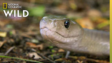 Où trouver un mamba noir ?